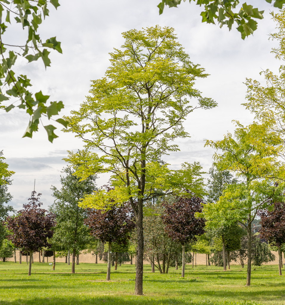 Gymnocladus dioicus Unikat